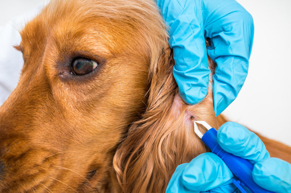vet pulling tick off dog's ear 