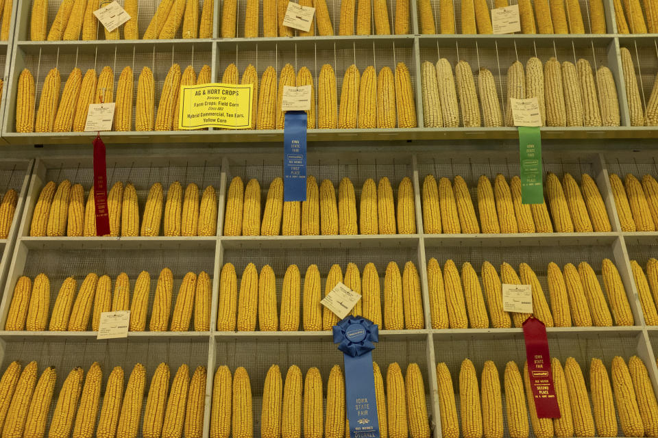 Award-winning corn on display at the Iowa State Fair on Aug. 11, 2019. (Photo: Seth Herald for HuffPost)