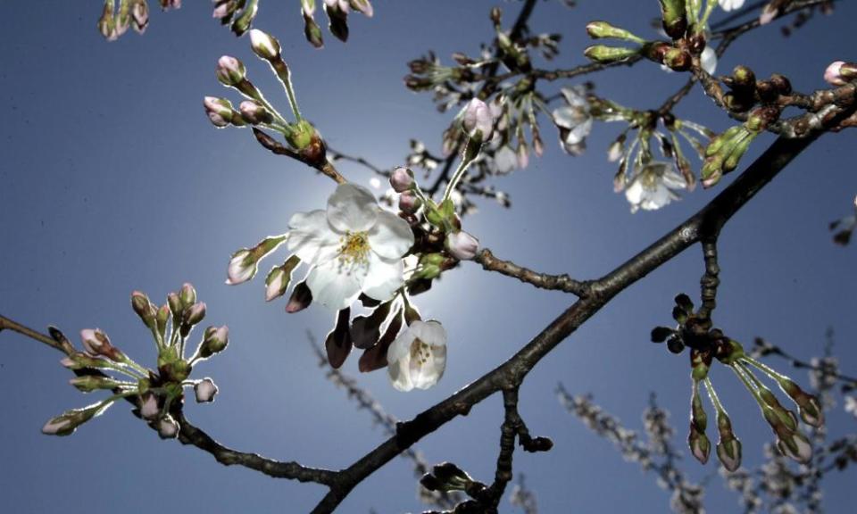 Photograph: Chip Somodevilla/Getty Images