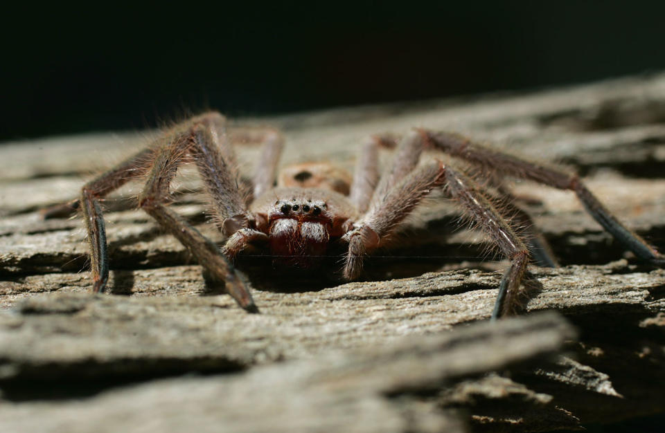 An Australian huntsman spider. Source: Getty Images (file pic)