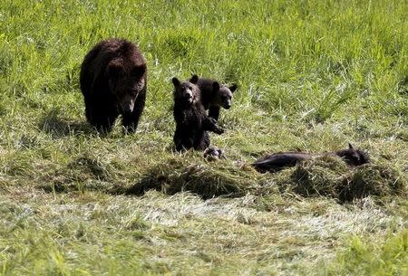 A grizzly bear and her two cubs approach the carcass of a bison in Yellowstone National Park in Wyoming, United States, July 6, 2015. REUTERS/Jim Urquhart