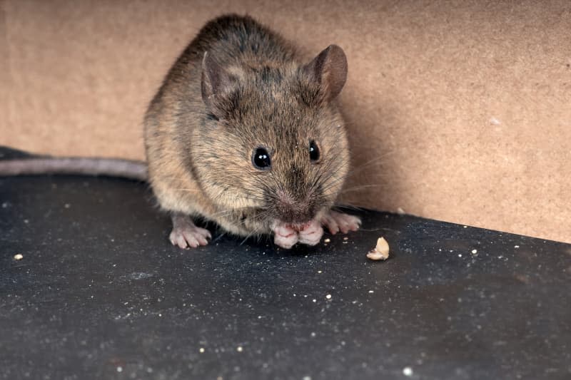 Common house mouse  (Mus musculus) gnaws grain