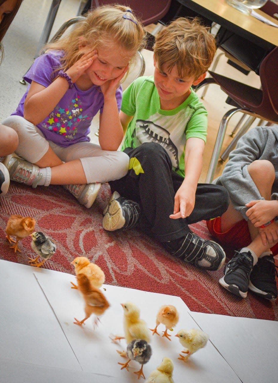 The ChickQuest program allows students to learn about the life cycle through hands-on lessons.