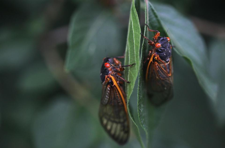 PHOTO: Periodical cicadas sit on leaves in Rock Creek Park, Washington, D.C., May 25, 2021.  (Astrid Riecken for The Washington Post via Getty Images)