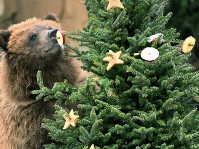 Fêtes terminées, sapins recyclés