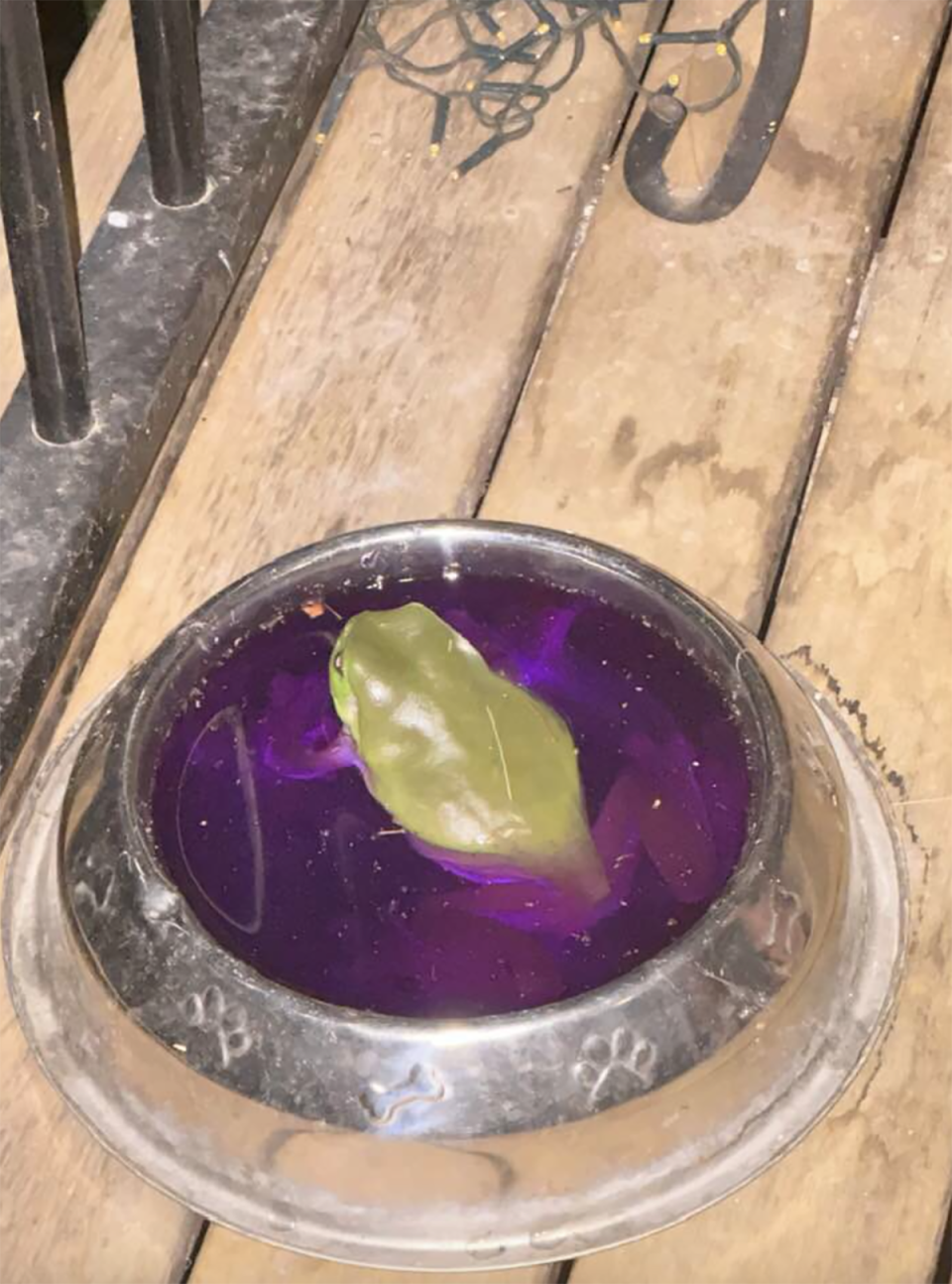 The green tree frog in the dog's bowl filled with purple water. 