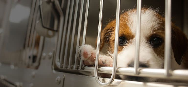 La medida busca alentar a los ciudadanos a adoptar animales de los refugios