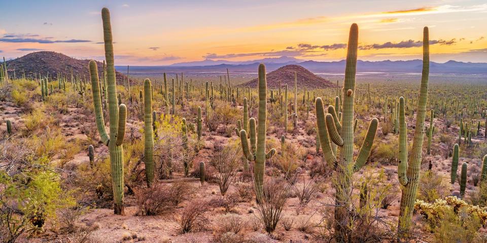 Saguaro National Park — Arizona