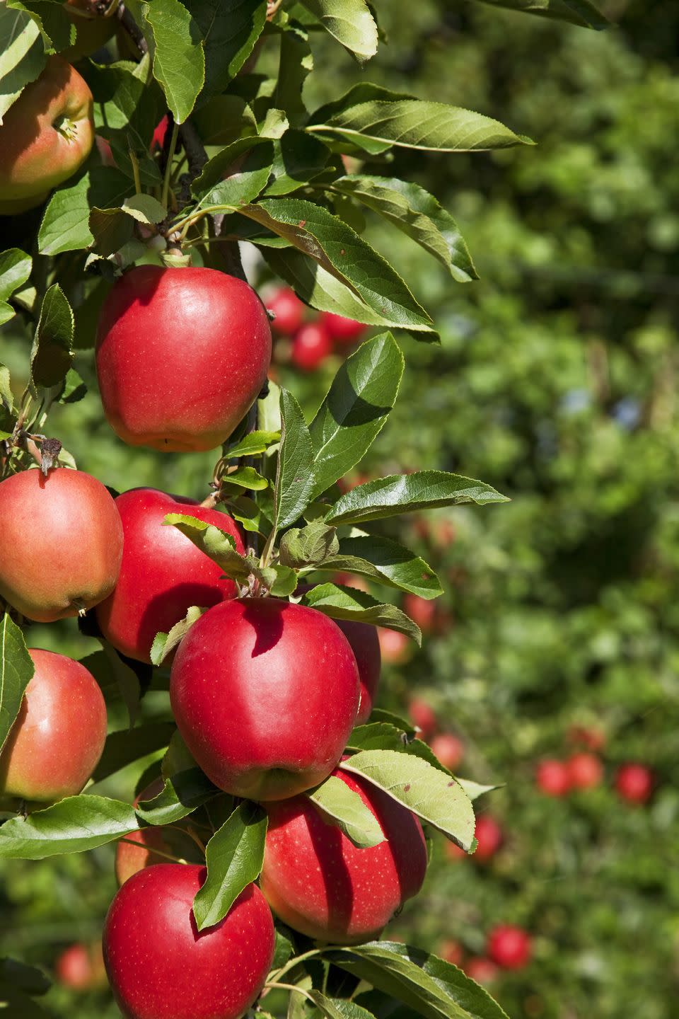 WITH YOUR DAUGHTER: Be #basic and go apple picking.