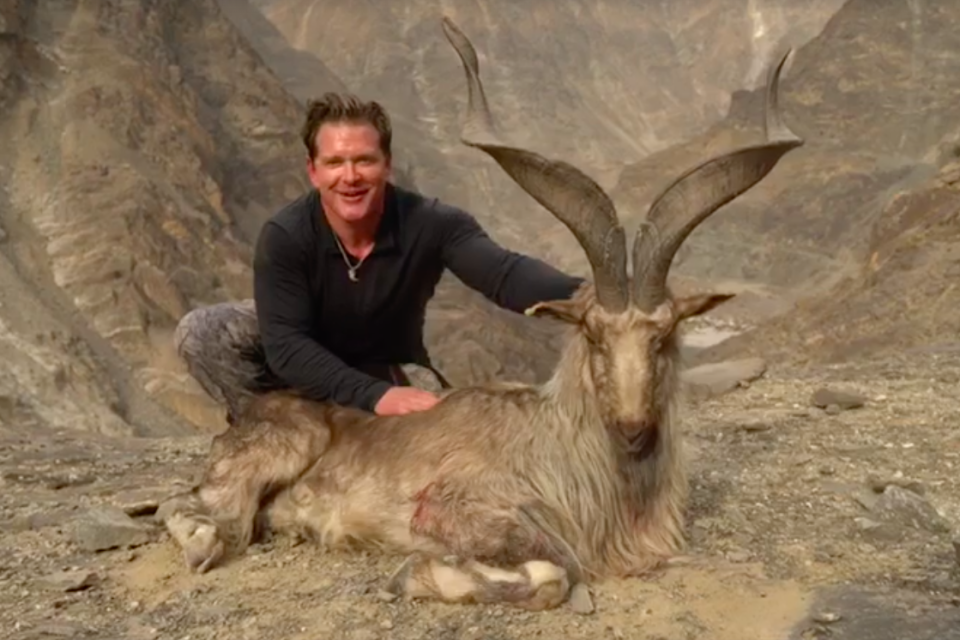 Outrage over trophy hunter who paid $110,000 to kill rare mountain goat