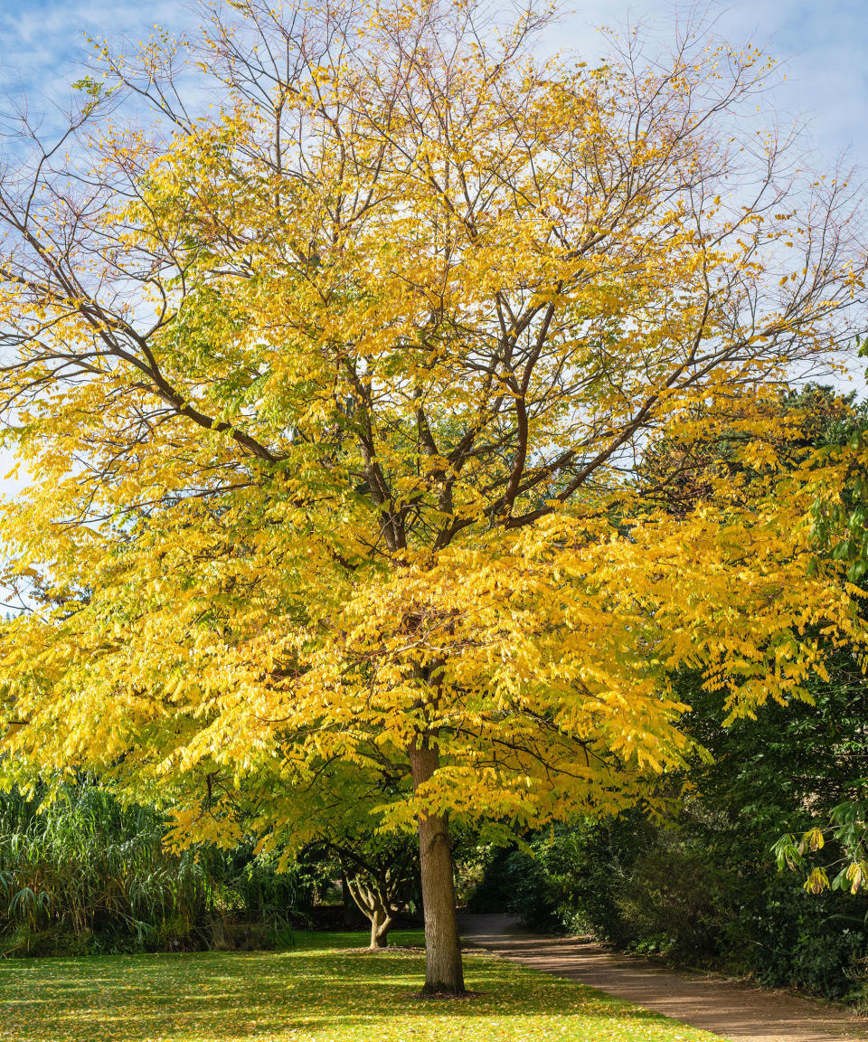 Kentucky coffeetree in fall