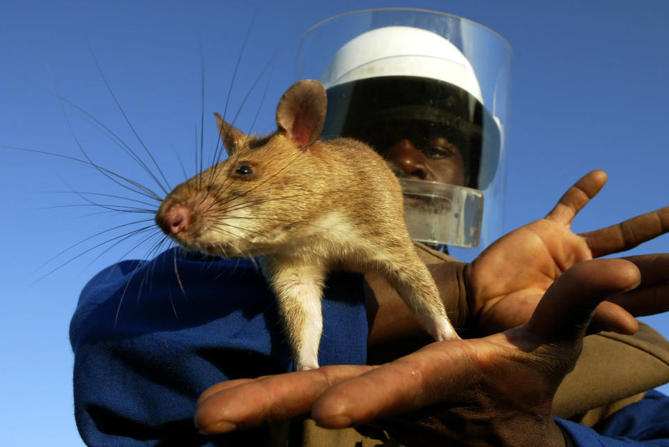 Un trabajador sostiene una rata africana en un campo de minas en el sur de Mozambique. Son muchas las ratas de este tipo que se han encontrado en Florida a pesar de los esfuerzos que se dedican a erradicarlas. REUTERS/Howard Burditt/Files