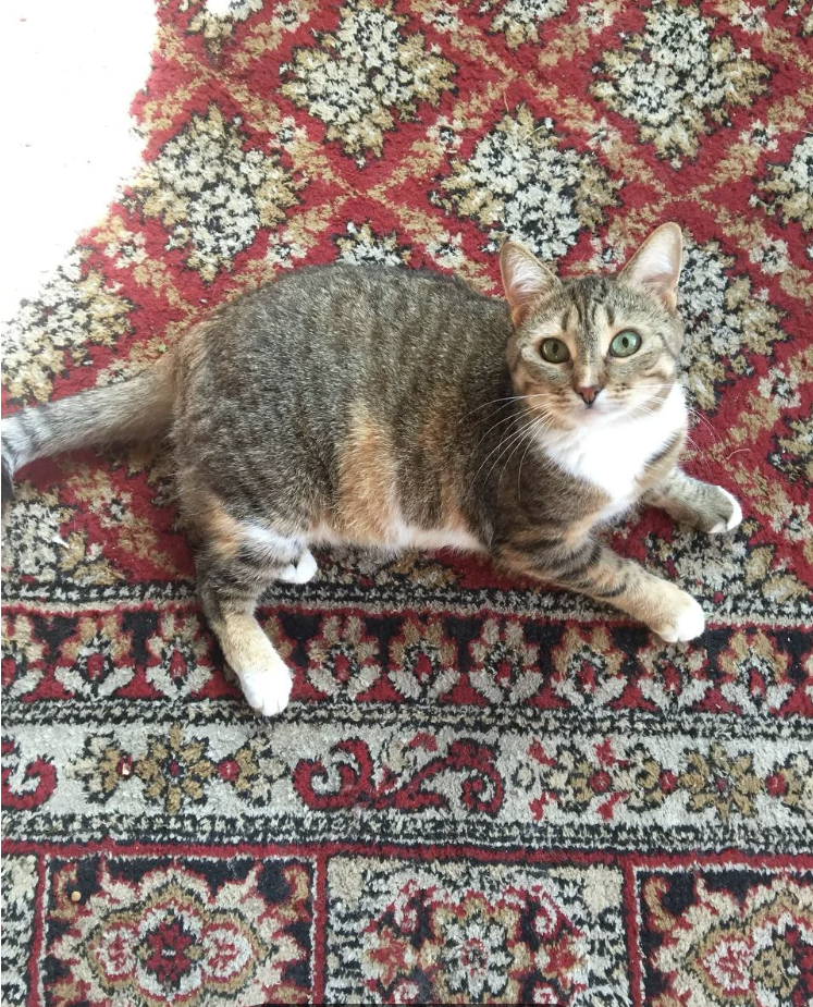 lounging on the rug