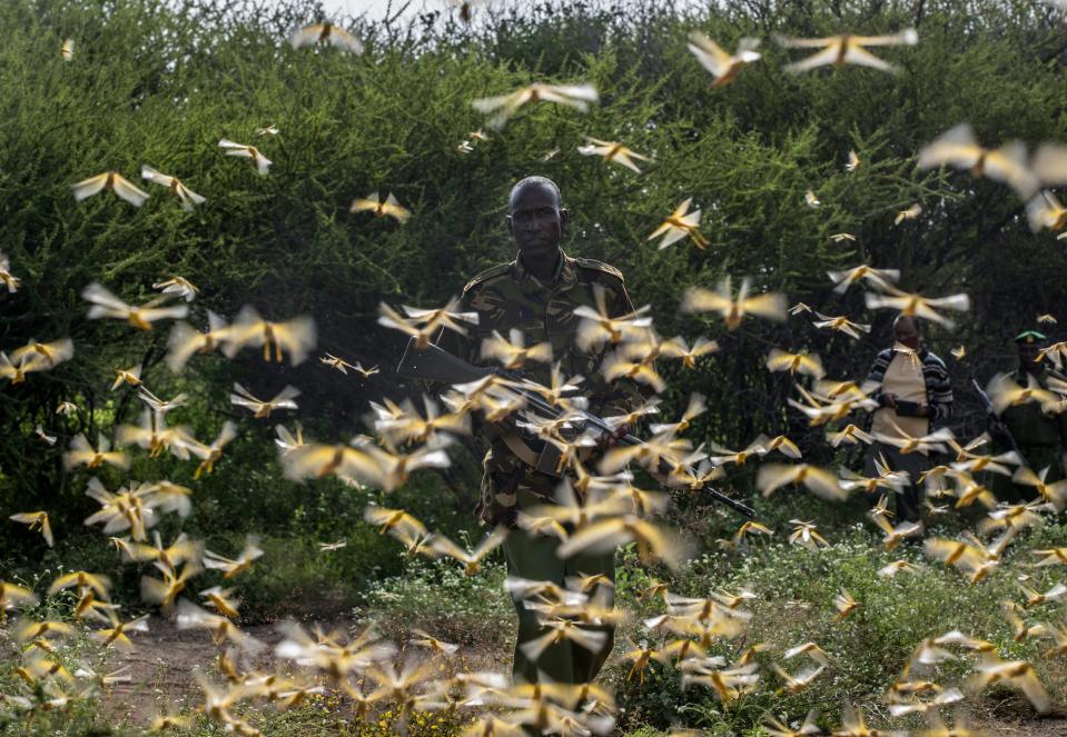 Locust swarm