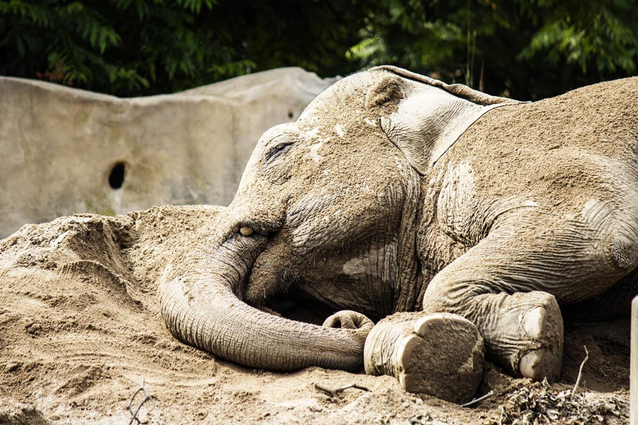 Asian elephant rests