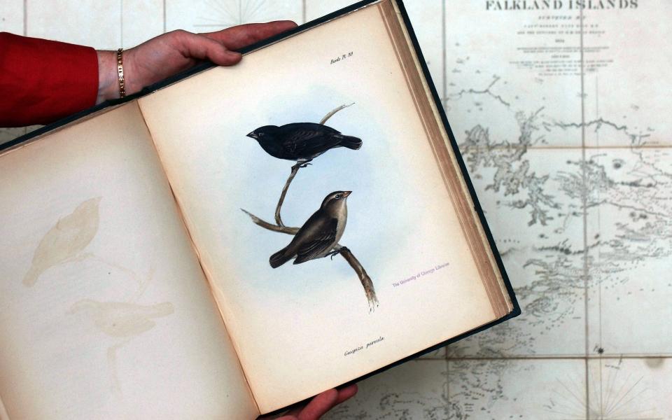 Galapagos Finches in a volume of "The Zoology of The Voyage of HMS Beagle" which Darwin edite - Eddie Mulholland 