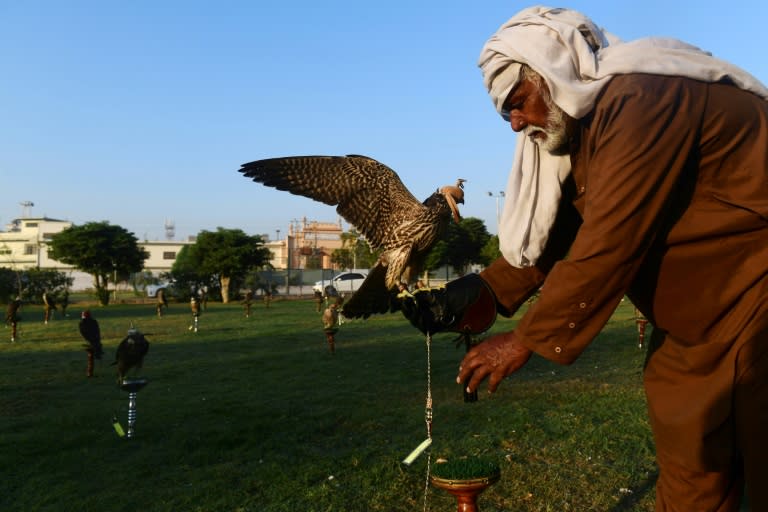 Pakistani conservationists say the country needs some kind of sustainable wildlife programme -- some have suggested regulating the falcon trapping market