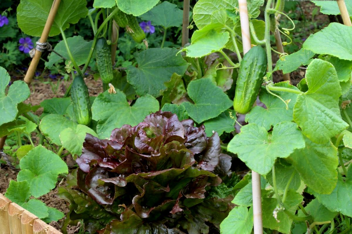 Red Cabbage Planted Between Cucumber Plants