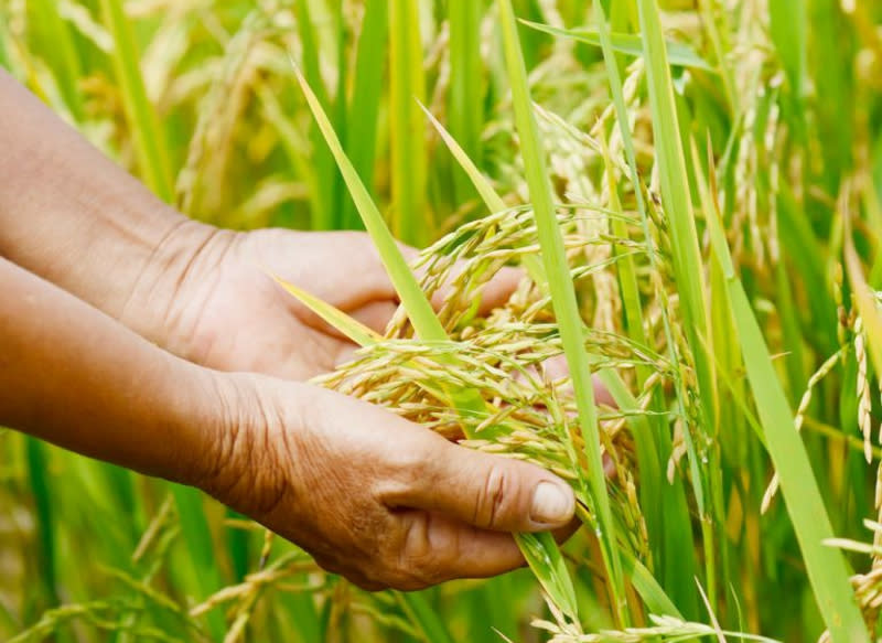 The project, inked on March 20, 2016, was supposed to provide technical expertise in three areas, namely identifying and breeding suitable paddy varieties; strengthening soil fertility; and developing an integrated water management system. — AFP pic