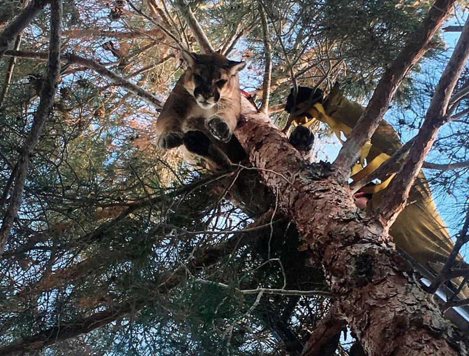 The lion was lowered to the ground using a rescue harness (Rick Fischer/California Department of Fish and Wildlife/AP)