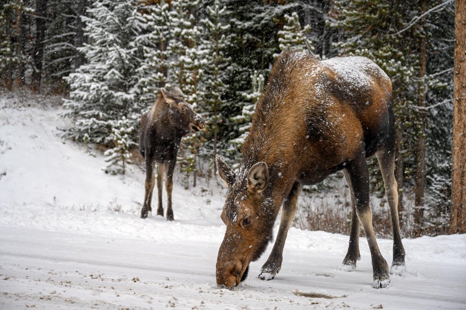 Majestic moose cow (Alces alces) standing in snow in a winter forest in Jasper National Park, Alberta, Canada