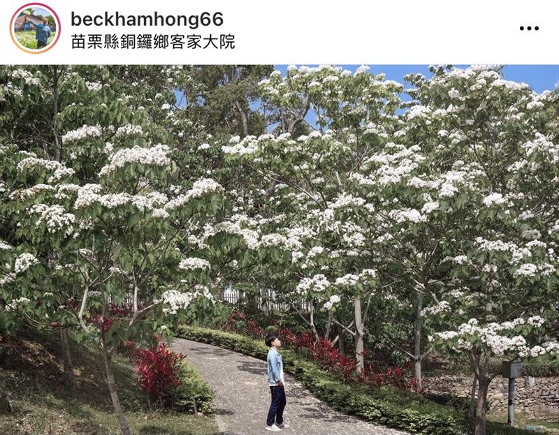 苗栗客家大院油桐花盛開。（圖／IG：beckhamhong66 授權提供）