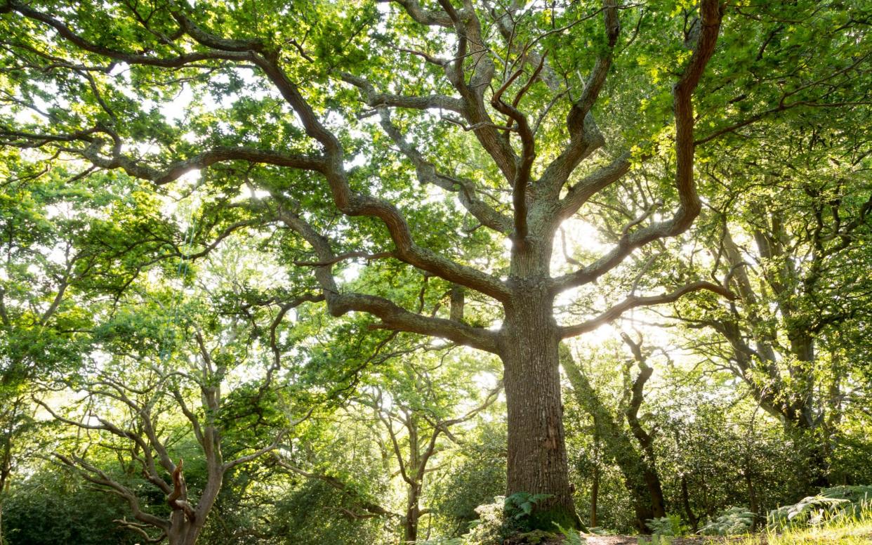 Trees act as a natural sequester of carbon dioxide - Â©National Trust Images/John Mill