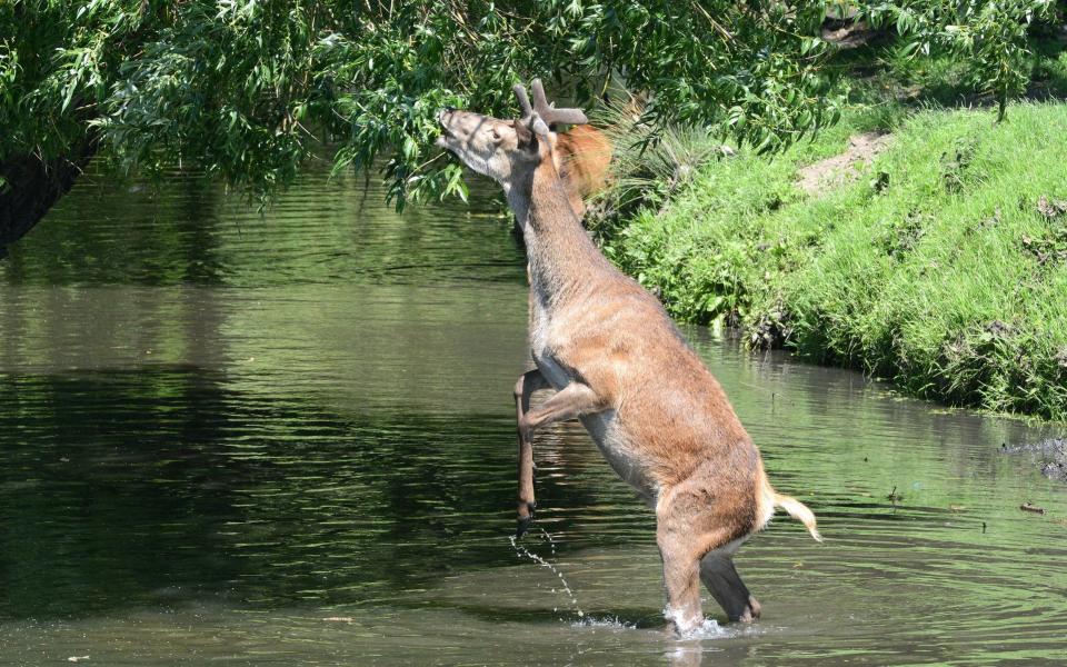 As the hot weather continues, a herd of deer take a dip in Richmond Park - Credit: HJAA/ZDS 