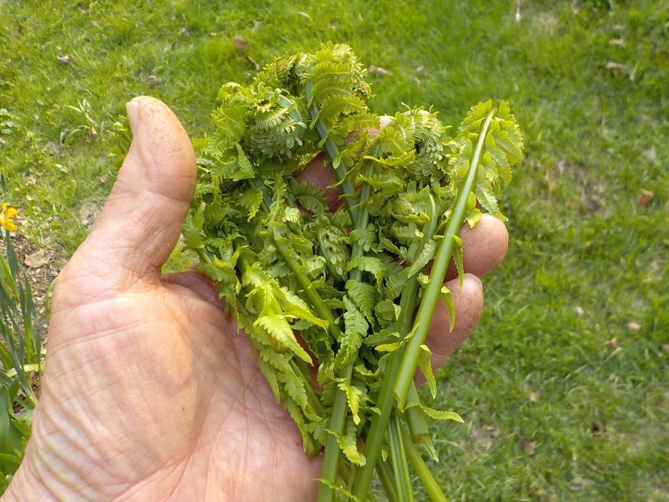 Fiddleheads are delicious, both the curled part and the first 6 inches of the stems.