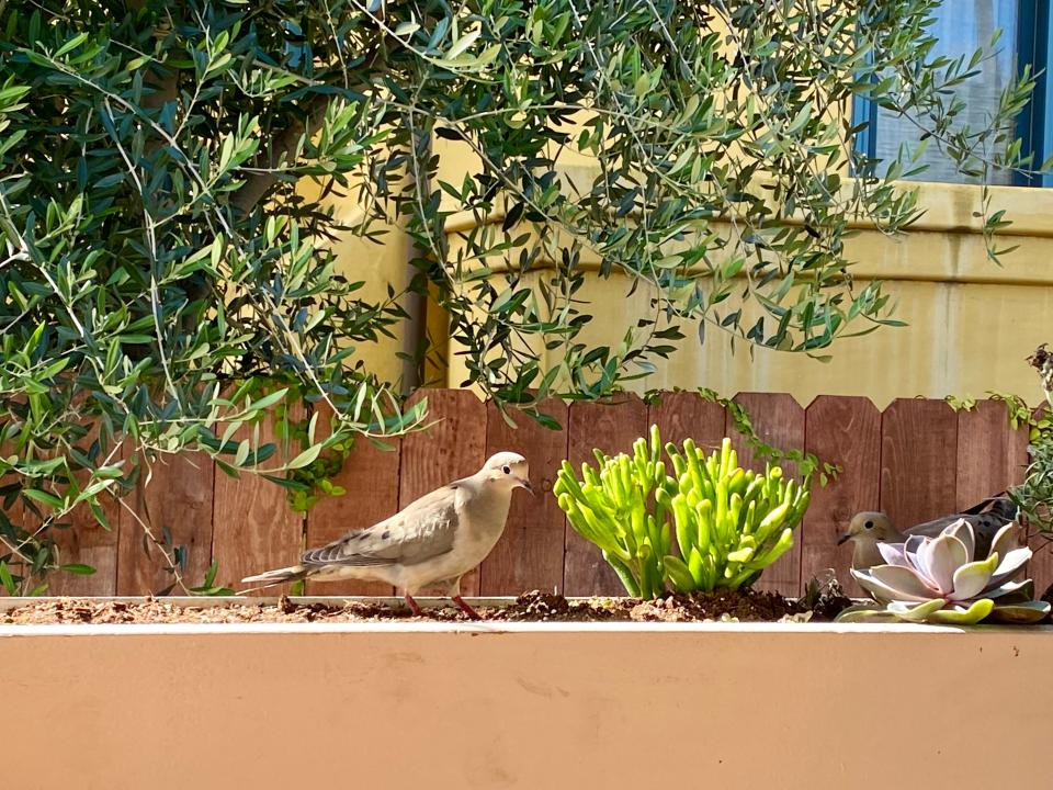 Finally, some visitors! A pair of mourning doves stop by reporter Carly Mallenbaum's porch to graze on some seeds.