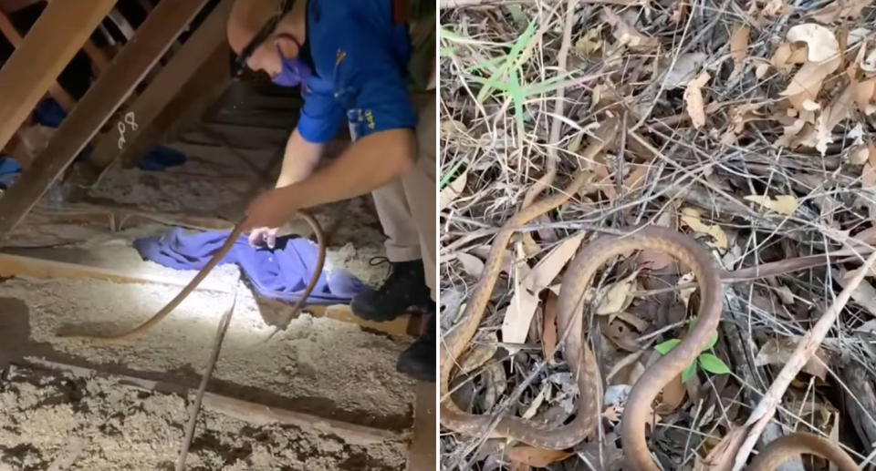 Pictured is the Brown Tree Snake which was taken from the roof.