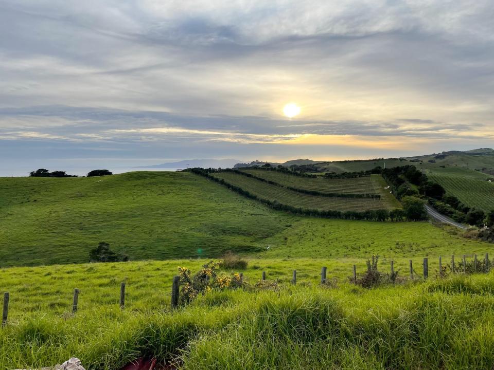 A vineyard on Waiheke Island, New Zealand.