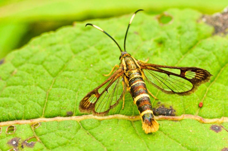 Known as the Wasp Mimic, the Ithaca Clearwing Moth sits on a leaf.
