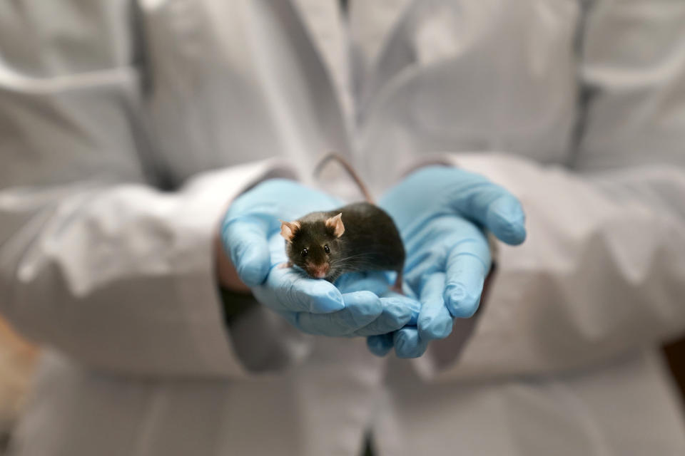 Research assistant Katie McCullough holds a mouse in a Washington University lab where doctors are using the mice to study a rare form of autism linked to a mutation in the MYT1L gene Wednesday, Dec. 15, 2021, in St. Louis. (AP Photo/Jeff Roberson)