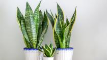 <p> Extremely low maintenance and incredibly pleasing to the eye, the snake plant, otherwise known as Mother-in-Law Tongue is one of the easiest house plants to care for. Like most of the plants on this list, the snake plant doesn’t like to be over-watered so if you forget to do it now and again, it’ll still thrive. The sword-like leaves with their bold tones of bright yellow and mottled green have numerous health benefits including filtering indoor air and removing toxins, and have also been shown to improve productivity and concentration. </p>