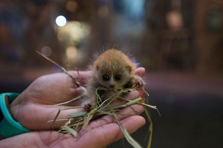 A very small animal in the palm of a human's hand and holding sticks and leaves