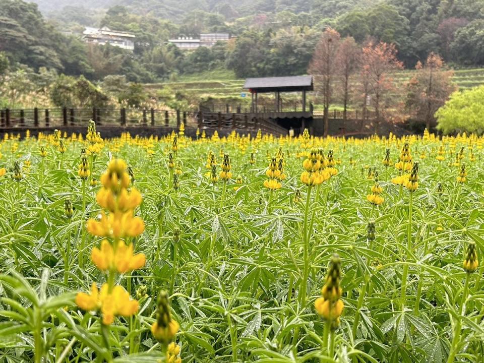 樟樹步道-魯冰花（圖片來源：台北市政府工務局大地工程處）