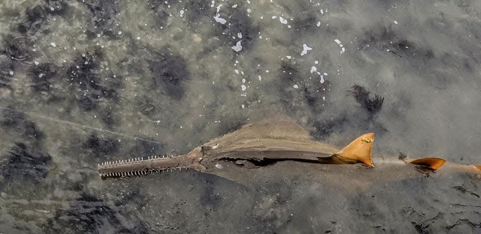 This sawfish, snagged by a fisherman off Punta Rassa, has been captured at least once before and is being tracked (yellow tag on first dorsal fin). Sawfish are dying in the Florida Keys from what is thought to be a toxin in the waters there.