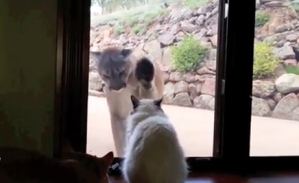 Brave house cat squares up to mountain lion