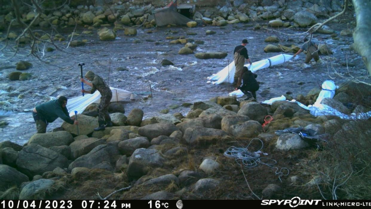 Elver fishers are seen on a river in Halifax County, N.S. in 2023. The image is taken from a camera set up by licence holder Atlantic Elver Fishery and shows what the company says is unauthorized fishing on a river assigned exclusively to the company by Fisheries and Oceans Canada.  (Submitted by Atlantic Elver Fishery - image credit)