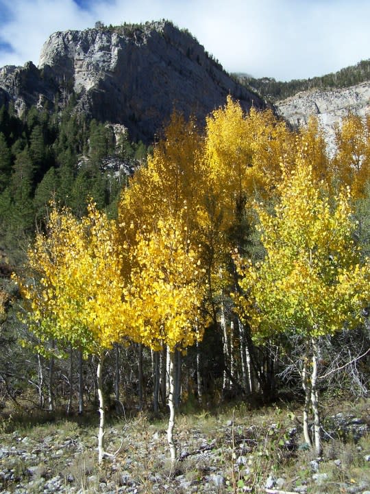 Fall colors on Mt. Charleston, Oct. 4, 2008. (Greg Haas / 8NewsNow)