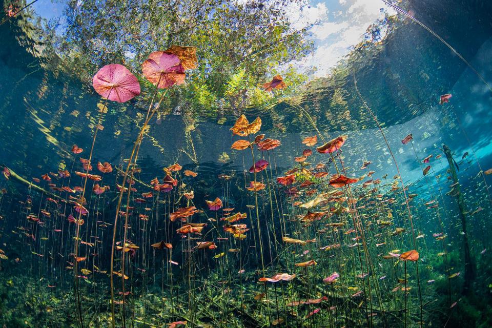 "Underwater Garden" by Talia Greis.