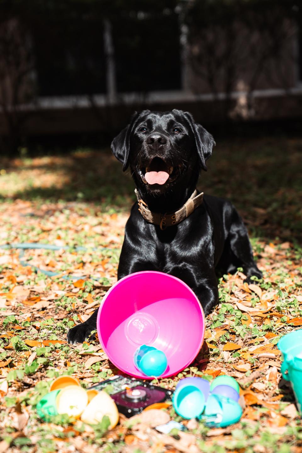 FDLE K-9s with Easter egg baskets