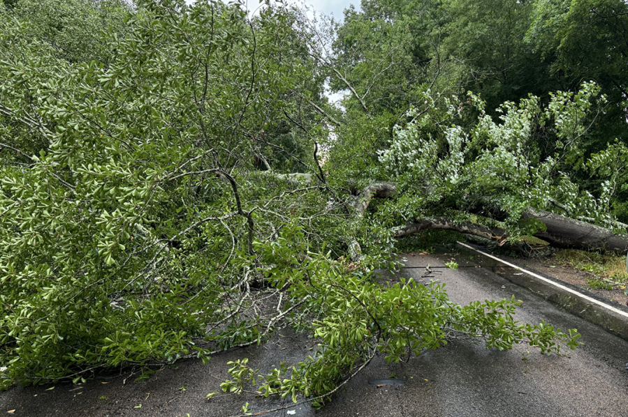 Tree blocking the roadway of HWY 42 south of Price