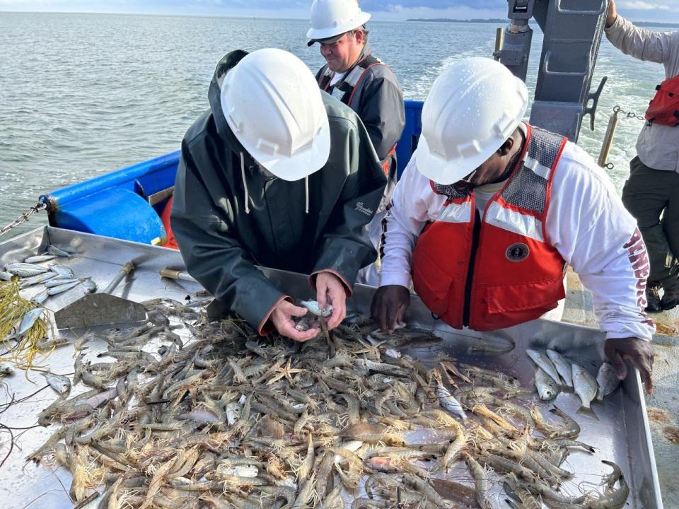 John Crawford, retired biologist, and Isaac Martin, retired from the Skidaway Institute of Oceanography, check out ocean life picked up by trawl nets.