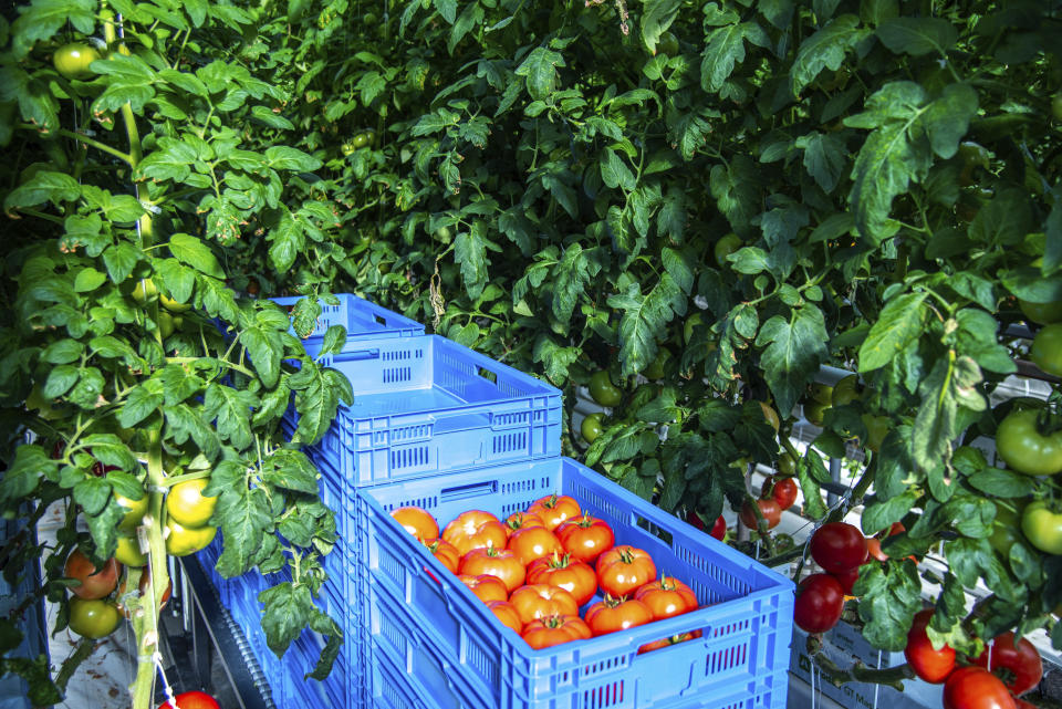 This Thursday, Jan. 14, 2021 photo provided by AppHarvest shows tomatoes being grown in their Morehead, Ky. facility. The company is one of several big players in the fast-growing indoor farming space. Experts say tech advances from the cannabis industry and lower-cost, energy efficient LED bulbs are helping fuel growth, along with increasing customer demand for sustainable food. (AppHarvest via AP)