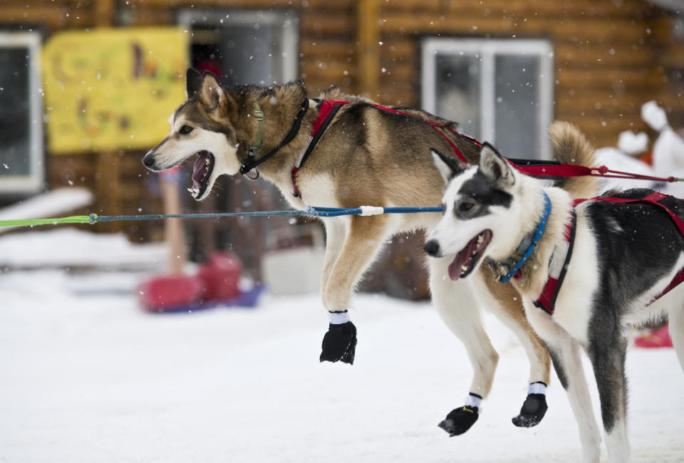 A dog in Travis Beals' team leaps after arriving in Shageluk, Alaska, during the Iditarod Trail Sled Dog Race, Friday, March 8, 2019. (Marc Lester/Anchorage Daily News via AP)