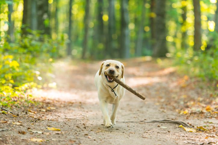 closeup image of a yeallow labrador retriever dog carrying a stick in forest