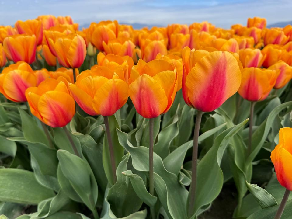 A close-up of rows of bright-orange tulips.