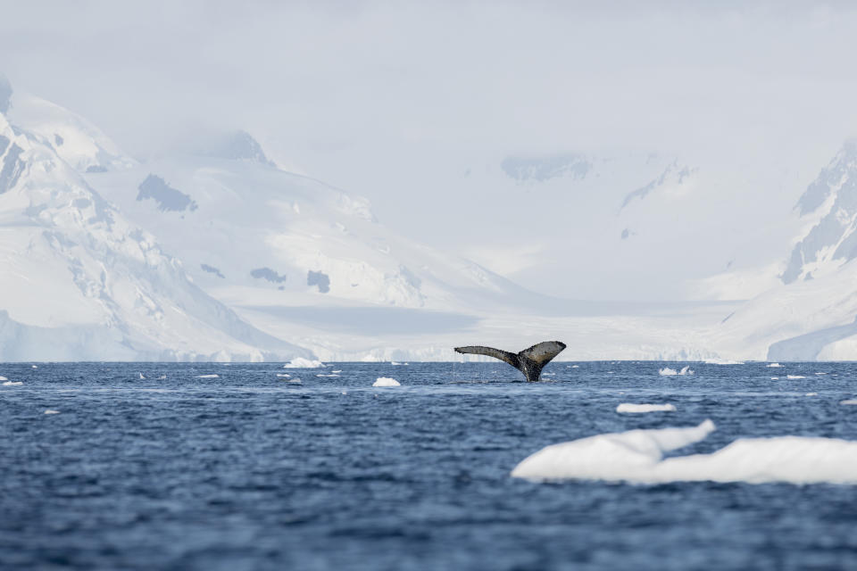 the fluke of a humpback whale at Anvers Island, Antarctica, on Feb. 3, 2020. | Christian Åslund —Greenpeace and TIME